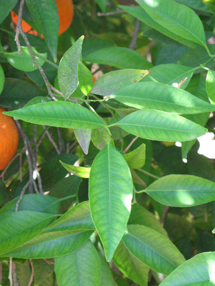              Shade leaves (Riverside, CA)       